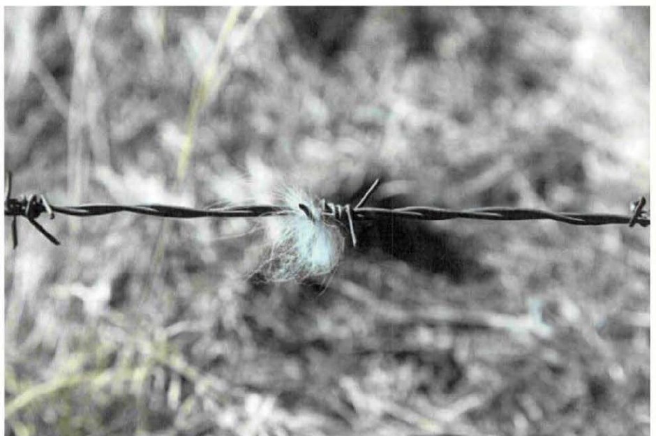 DOW-UAP-D174, Figure 4: close-up of a tuft of pale hair caught on a barb of the fence, captioned "Hair Sample from reported 'Skinwalker' sighting on [redacted] property" (March 2010).